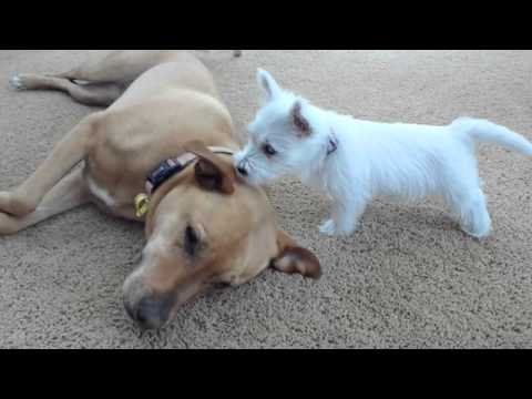 Képtalálat a következÅre: âwestie and big dogâ